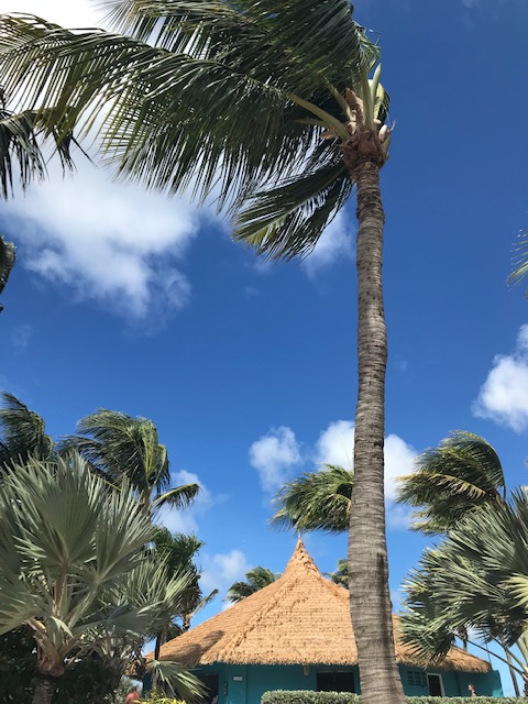 Palm trees in Oranjestad